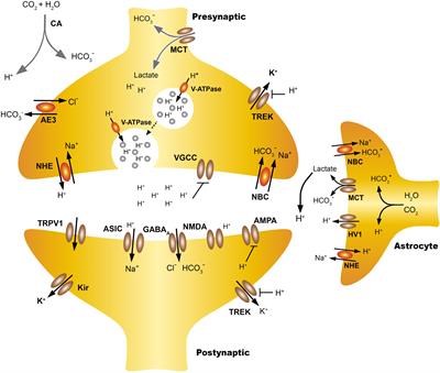 Protons as Messengers of Intercellular Communication in the Nervous System